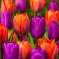 Tulip Bulbs Purple Prince Blooms Species Growing Bonsai Roots Rhizomes Corms Tubers Potted Planting Reblooming Fragrant Garden Flower Seeds Plant