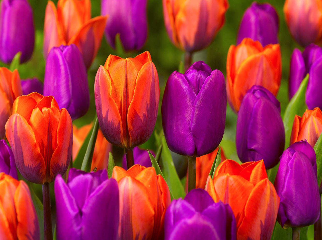 Tulip Bulbs Purple Prince Blooms Species Growing Bonsai Roots Rhizomes Corms Tubers Potted Planting Reblooming Fragrant Garden Flower Seeds Plant