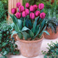 Tulip Bulbs Purple Prince Blooms Species Growing Bonsai Roots Rhizomes Corms Tubers Potted Planting Reblooming Fragrant Garden Flower Seeds Plant