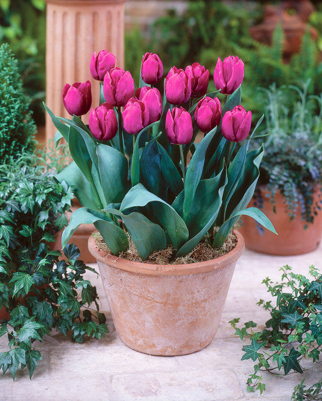 Tulip Bulbs Purple Prince Blooms Species Growing Bonsai Roots Rhizomes Corms Tubers Potted Planting Reblooming Fragrant Garden Flower Seeds Plant