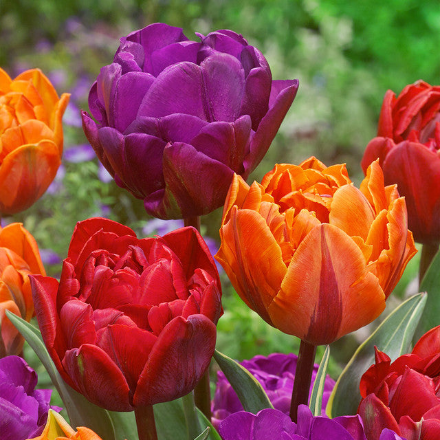 Purple Princess Tulip Bulbs Blooms Species Growing Bonsai Roots Rhizomes Corms Tubers Potted Planting Reblooming Fragrant Garden Flower Seeds Plant