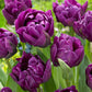 Purple Princess Tulip Bulbs Blooms Species Growing Bonsai Roots Rhizomes Corms Tubers Potted Planting Reblooming Fragrant Garden Flower Seeds Plant