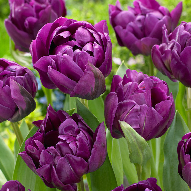 Purple Princess Tulip Bulbs Blooms Species Growing Bonsai Roots Rhizomes Corms Tubers Potted Planting Reblooming Fragrant Garden Flower Seeds Plant