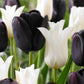 Tulip Bulbs Queen of Night Blooms Species Growing Bonsai Bulbs Roots Rhizomes Corms Tubers Potted Planting Reblooming Fragrant Garden Flower Seeds Plant