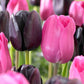 Tulip Bulbs Queen of Night Blooms Species Growing Bonsai Bulbs Roots Rhizomes Corms Tubers Potted Planting Reblooming Fragrant Garden Flower Seeds Plant