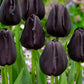 Tulip Bulbs Queen of Night Blooms Species Growing Bonsai Bulbs Roots Rhizomes Corms Tubers Potted Planting Reblooming Fragrant Garden Flower Seeds Plant