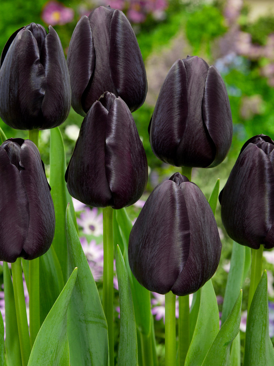 Tulip Bulbs Queen of Night Blooms Species Growing Bonsai Bulbs Roots Rhizomes Corms Tubers Potted Planting Reblooming Fragrant Garden Flower Seeds Plant