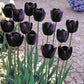 Tulip Bulbs Queen of Night Blooms Species Growing Bonsai Bulbs Roots Rhizomes Corms Tubers Potted Planting Reblooming Fragrant Garden Flower Seeds Plant