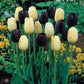 Tulip Bulbs Queen of Night Blooms Species Growing Bonsai Bulbs Roots Rhizomes Corms Tubers Potted Planting Reblooming Fragrant Garden Flower Seeds Plant