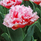 Muscari & Tulip - Baby Shower Blend