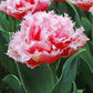 Baby Shower Blend - Muscari & Tulip Bulbs Blend Blooms Species Growing Bonsai Roots Rhizomes Corms Tubers Potted Planting Reblooming Fragrant Garden Flower Seeds Plant