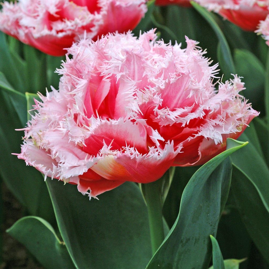 Baby Shower Blend - Muscari & Tulip Bulbs Blend Blooms Species Growing Bonsai Roots Rhizomes Corms Tubers Potted Planting Reblooming Fragrant Garden Flower Seeds Plant