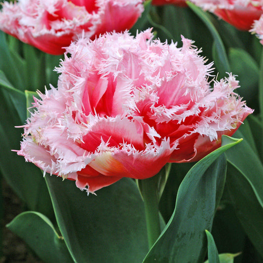 Baby Shower Blend - Muscari & Tulip Bulbs Blend Blooms Species Growing Bonsai Roots Rhizomes Corms Tubers Potted Planting Reblooming Fragrant Garden Flower Seeds Plant