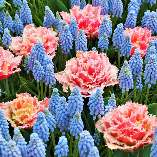Baby Shower Blend - Muscari & Tulip Bulbs Blend Blooms Species Growing Bonsai Roots Rhizomes Corms Tubers Potted Planting Reblooming Fragrant Garden Flower Seeds Plant