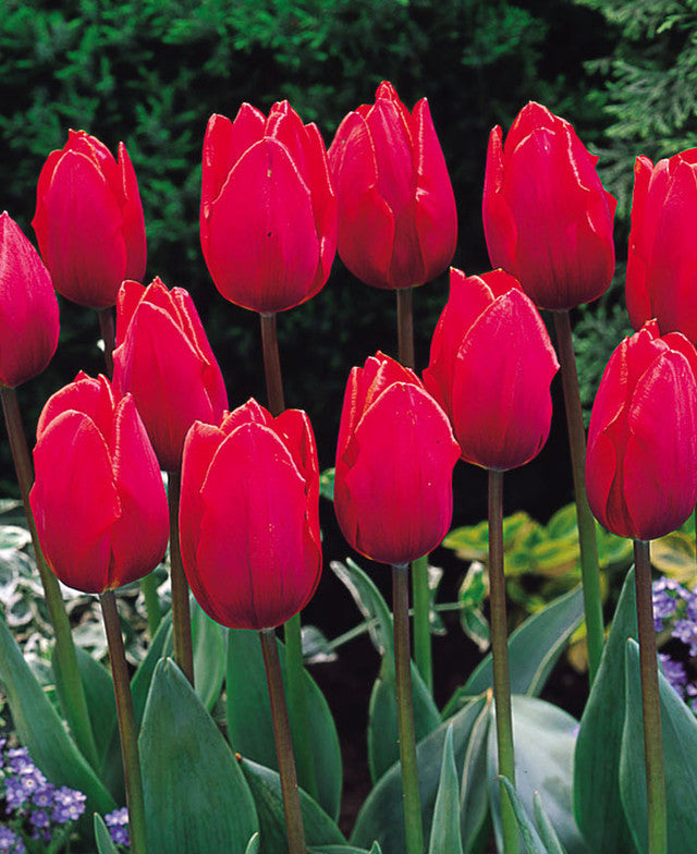Red Flag Tulip Bulbs Blooms Species Growing Bonsai Roots Rhizomes Corms Tubers Potted Planting Reblooming Fragrant Garden Flower Seeds Plant