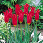 Tulip Red Shine Blooms Species Growing Bonsai Roots Rhizomes Corms Tubers Potted Planting Reblooming Fragrant Garden Flower Seeds Plant