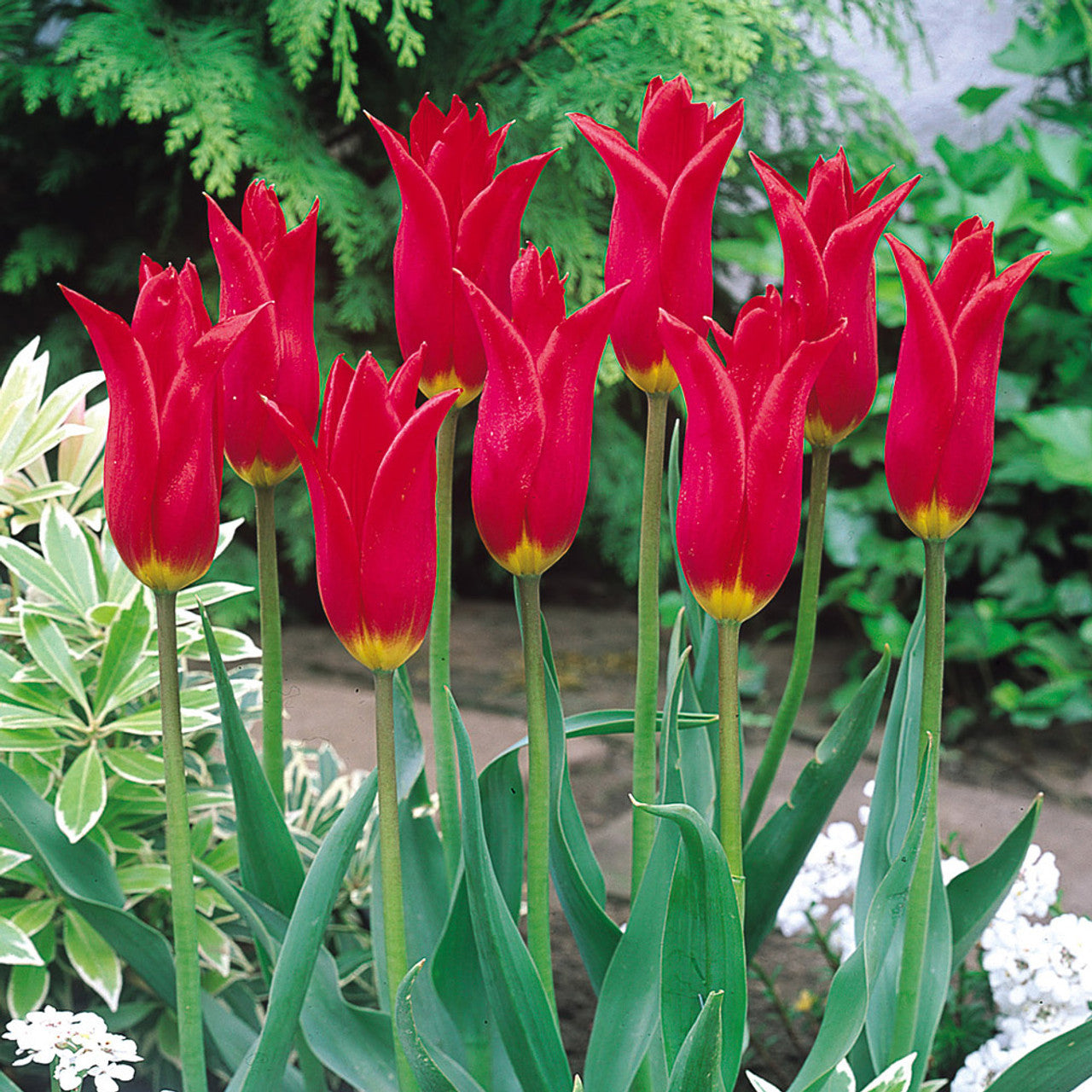 Tulip Red Shine Blooms Species Growing Bonsai Roots Rhizomes Corms Tubers Potted Planting Reblooming Fragrant Garden Flower Seeds Plant