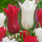 Tulip Red Shine Blooms Species Growing Bonsai Roots Rhizomes Corms Tubers Potted Planting Reblooming Fragrant Garden Flower Seeds Plant
