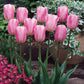 Tulip Bulbs Rosalie Blooms Species Growing Bonsai Roots Rhizomes Corms Tubers Potted Planting Reblooming Fragrant Garden Flower Seeds Plant