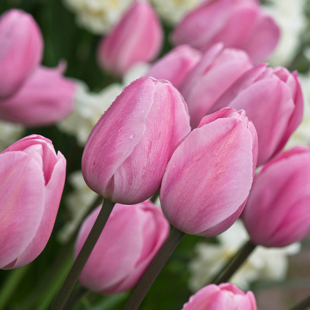 Tulip Bulbs Rosalie Blooms Species Growing Bonsai Roots Rhizomes Corms Tubers Potted Planting Reblooming Fragrant Garden Flower Seeds Plant