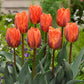 Tulip Bulbs Royal Wedding Collection Blooms Species Growing Bonsai Roots Rhizomes Corms Tubers Potted Planting Reblooming Fragrant Garden Flower Seeds Plant