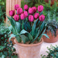 Tulip Bulbs Royal Wedding Collection Blooms Species Growing Bonsai Roots Rhizomes Corms Tubers Potted Planting Reblooming Fragrant Garden Flower Seeds Plant