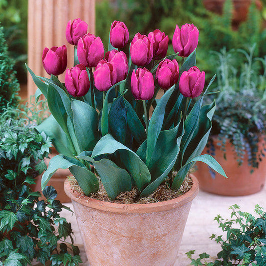 Tulip Bulbs Royal Wedding Collection Blooms Species Growing Bonsai Roots Rhizomes Corms Tubers Potted Planting Reblooming Fragrant Garden Flower Seeds Plant