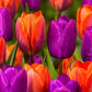 Tulip Bulbs Royal Wedding Collection Blooms Species Growing Bonsai Roots Rhizomes Corms Tubers Potted Planting Reblooming Fragrant Garden Flower Seeds Plant