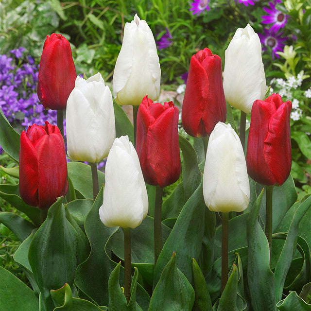 Ruby Prince Tulip Bulbs Blooms Species Growing Bonsai Roots Rhizomes Corms Tubers Potted Planting Reblooming Fragrant Garden Flower Seeds Plant