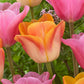Salmon Dynasty Tulip Bulbs Blooms Species Growing Bonsai Roots Rhizomes Corms Tubers Potted Planting Reblooming Fragrant Garden Flower Seeds Plant