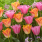 Salmon Dynasty Tulip Bulbs Blooms Species Growing Bonsai Roots Rhizomes Corms Tubers Potted Planting Reblooming Fragrant Garden Flower Seeds Plant