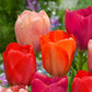 Salmon Van Eijk Tulip Bulbs Blooms Species Growing Bonsai Roots Rhizomes Corms Tubers Potted Planting Reblooming Fragrant Garden Flower Seeds Plant