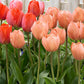 Salmon Van Eijk Tulip Bulbs Blooms Species Growing Bonsai Roots Rhizomes Corms Tubers Potted Planting Reblooming Fragrant Garden Flower Seeds Plant