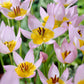 Saxatilis Tulip Bulbs Blooms Species Growing Bonsai Roots Rhizomes Corms Tubers Potted Planting Reblooming Fragrant Garden Flower Seeds Plant