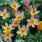 Saxatilis Tulip Bulbs Blooms Species Growing Bonsai Roots Rhizomes Corms Tubers Potted Planting Reblooming Fragrant Garden Flower Seeds Plant