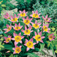 Saxatilis Tulip Bulbs Blooms Species Growing Bonsai Roots Rhizomes Corms Tubers Potted Planting Reblooming Fragrant Garden Flower Seeds Plant