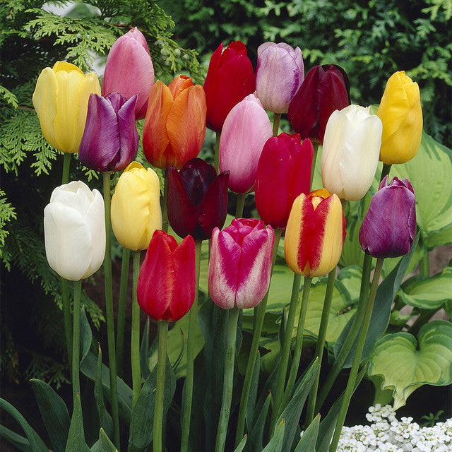 Single Late Tulips Mix Bulbs Blooms Species Growing Bonsai Roots Rhizomes Corms Tubers Potted Planting Reblooming Fragrant Garden Flower Seeds Plant
