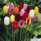 Single Late Tulips Mix Bulbs Blooms Species Growing Bonsai Roots Rhizomes Corms Tubers Potted Planting Reblooming Fragrant Garden Flower Seeds Plant