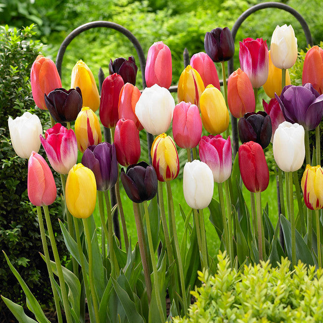Single Late Tulips Mix Bulbs Blooms Species Growing Bonsai Roots Rhizomes Corms Tubers Potted Planting Reblooming Fragrant Garden Flower Seeds Plant