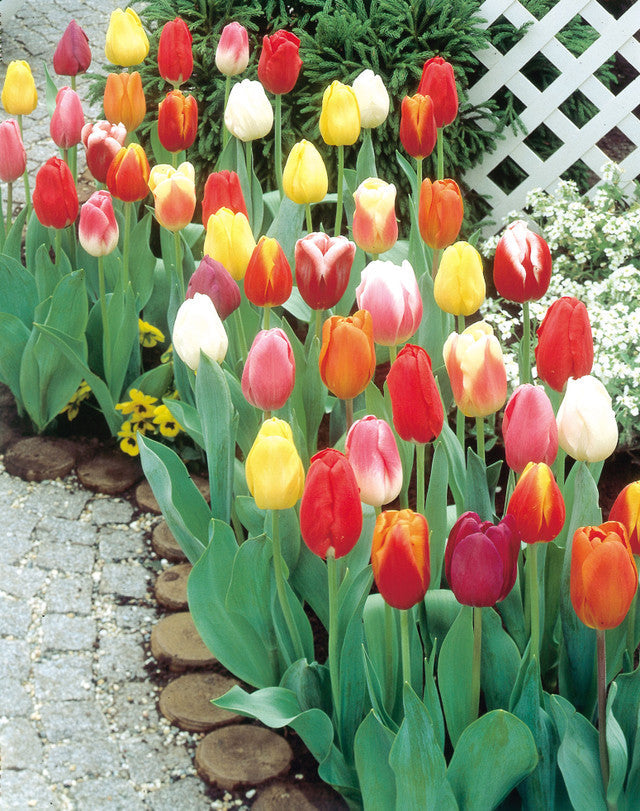 Single Late Tulips Mix Bulbs Blooms Species Growing Bonsai Roots Rhizomes Corms Tubers Potted Planting Reblooming Fragrant Garden Flower Seeds Plant