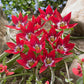 Species Collection Tulip Bulbs Blooms Species Growing Bonsai Roots Rhizomes Corms Tubers Potted Planting Reblooming Fragrant Garden Flower Seeds Plant