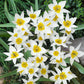 Species Collection Tulip Bulbs Blooms Species Growing Bonsai Roots Rhizomes Corms Tubers Potted Planting Reblooming Fragrant Garden Flower Seeds Plant