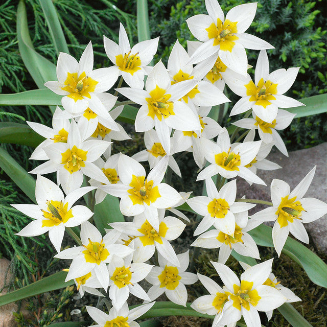Species Collection Tulip Bulbs Blooms Species Growing Bonsai Roots Rhizomes Corms Tubers Potted Planting Reblooming Fragrant Garden Flower Seeds Plant