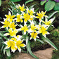 Species Collection Tulip Bulbs Blooms Species Growing Bonsai Roots Rhizomes Corms Tubers Potted Planting Reblooming Fragrant Garden Flower Seeds Plant