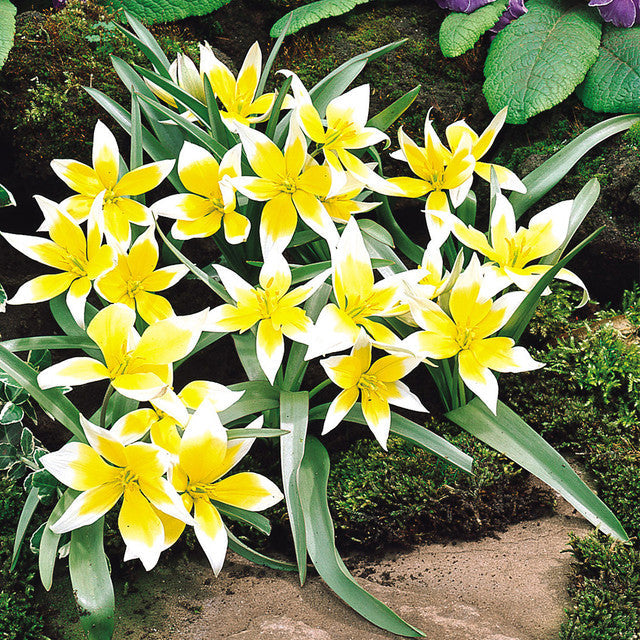 Species Collection Tulip Bulbs Blooms Species Growing Bonsai Roots Rhizomes Corms Tubers Potted Planting Reblooming Fragrant Garden Flower Seeds Plant