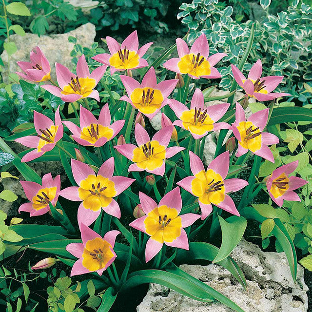 Species Collection Tulip Bulbs Blooms Species Growing Bonsai Roots Rhizomes Corms Tubers Potted Planting Reblooming Fragrant Garden Flower Seeds Plant