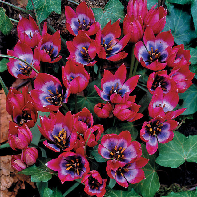 Species Collection Tulip Bulbs Blooms Species Growing Bonsai Roots Rhizomes Corms Tubers Potted Planting Reblooming Fragrant Garden Flower Seeds Plant