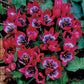 Species Collection Tulip Bulbs Blooms Species Growing Bonsai Roots Rhizomes Corms Tubers Potted Planting Reblooming Fragrant Garden Flower Seeds Plant
