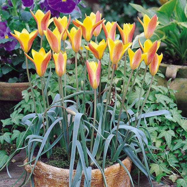 Species Collection Tulip Bulbs Blooms Species Growing Bonsai Roots Rhizomes Corms Tubers Potted Planting Reblooming Fragrant Garden Flower Seeds Plant