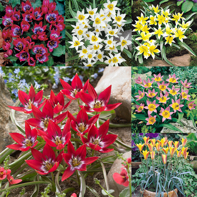Species Collection Tulip Bulbs Blooms Species Growing Bonsai Roots Rhizomes Corms Tubers Potted Planting Reblooming Fragrant Garden Flower Seeds Plant